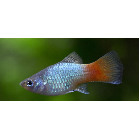 Platka - Zmienniak Plamisty - Xiphophorus maculatus